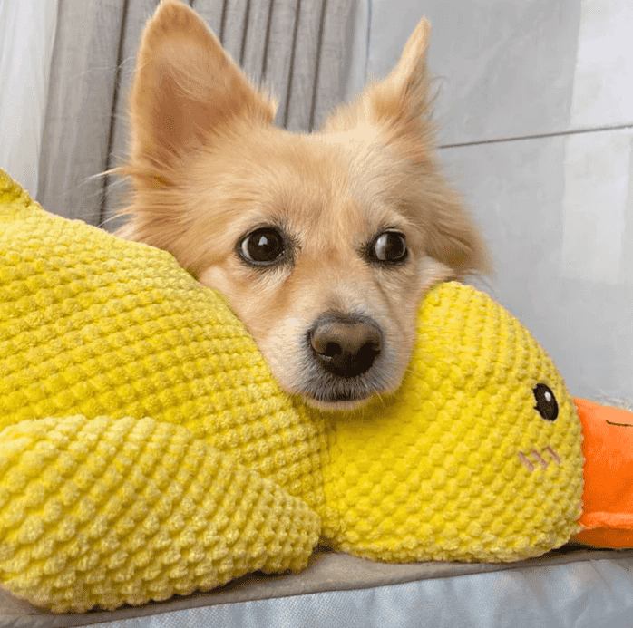 🦁Dog toy Quack duck pet toy