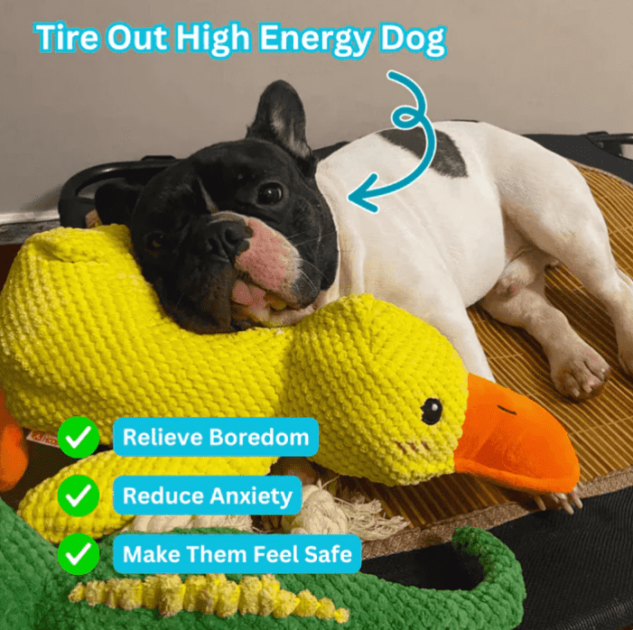 🦁Dog toy Quack duck pet toy