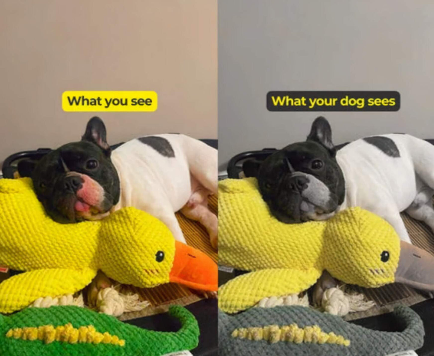 🦁Dog toy Quack duck pet toy